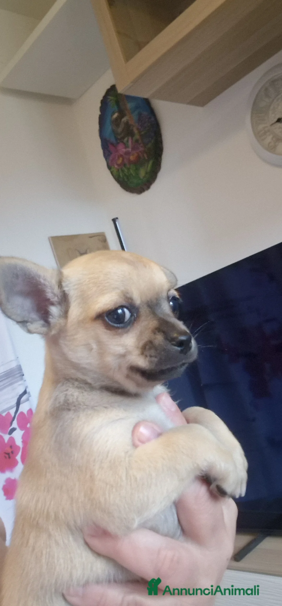 Chihuahua cani in vendita: Chihuahua 2 maschi a Città Metropolitana di Genova - Annuncio 2