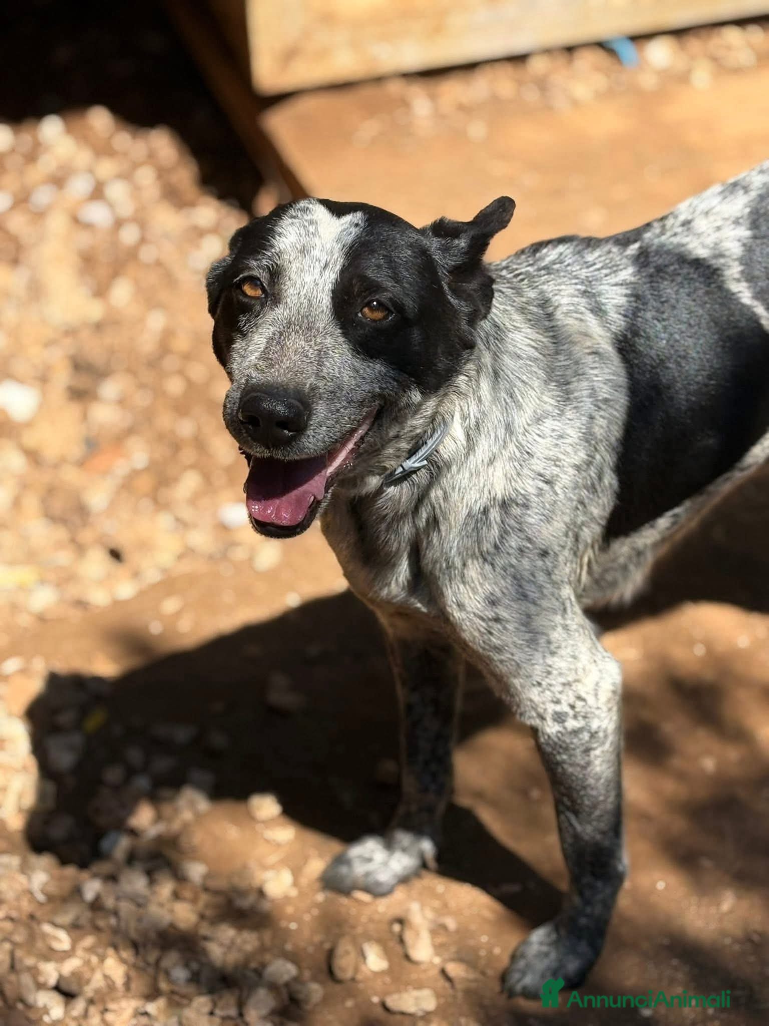 Altre razze cani Taglia media, 3 anni scarsi, dolce FLORA  - Annuncio 19