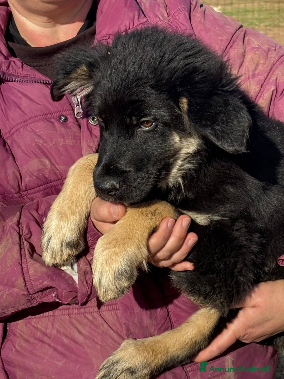 Meticcio cani in regalo: ALEX cucciolo 4 mesi mix border collie in adozione - Annuncio 4