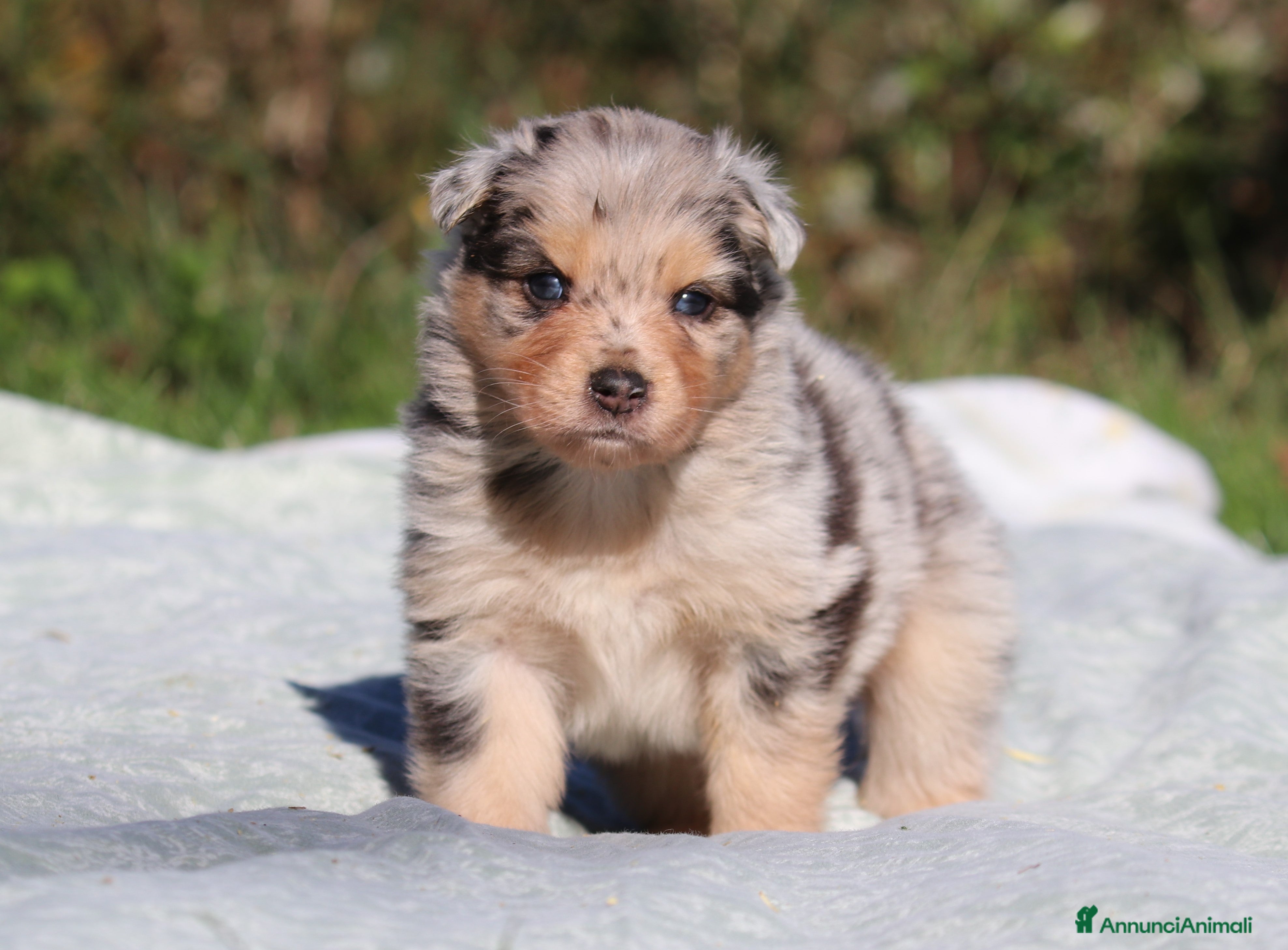 Australian Shepherd cani Grumpyna - Cucciola blue merle Australian Shepherd - Annuncio 4