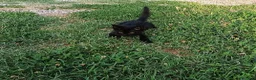 Meticcio gatti in regalo: Gattino nero  a Provincia di Padova - Annuncio 3