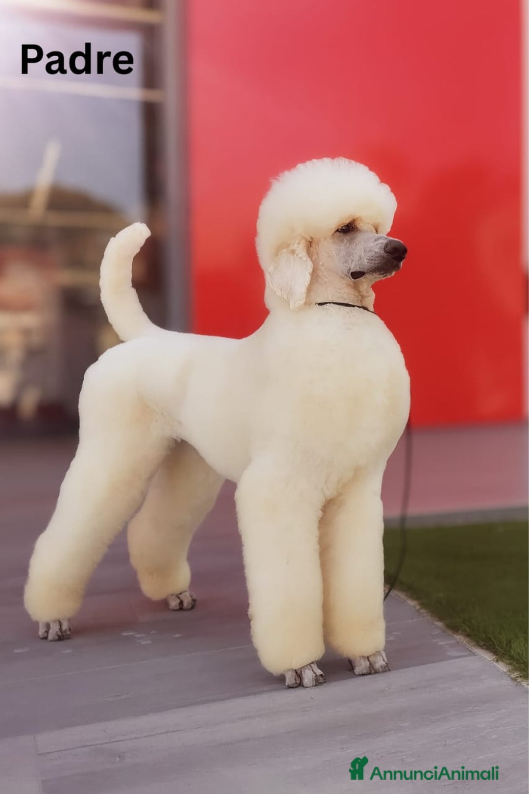 Barbone cani in vendita: Cuccioli di Barboncino con Pedigree ENCI 🐩 a Città metropolitana di Roma Capitale - Annuncio 3