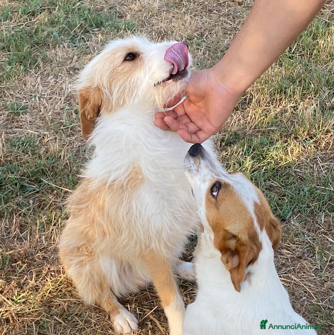Meticcio cani in regalo: Leone spinoncino cerca adozione - 3 anni - Annuncio 5