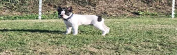 Boston Terrier cani in vendita: Cucciolo maschio di Boston Terrier - Annuncio 6