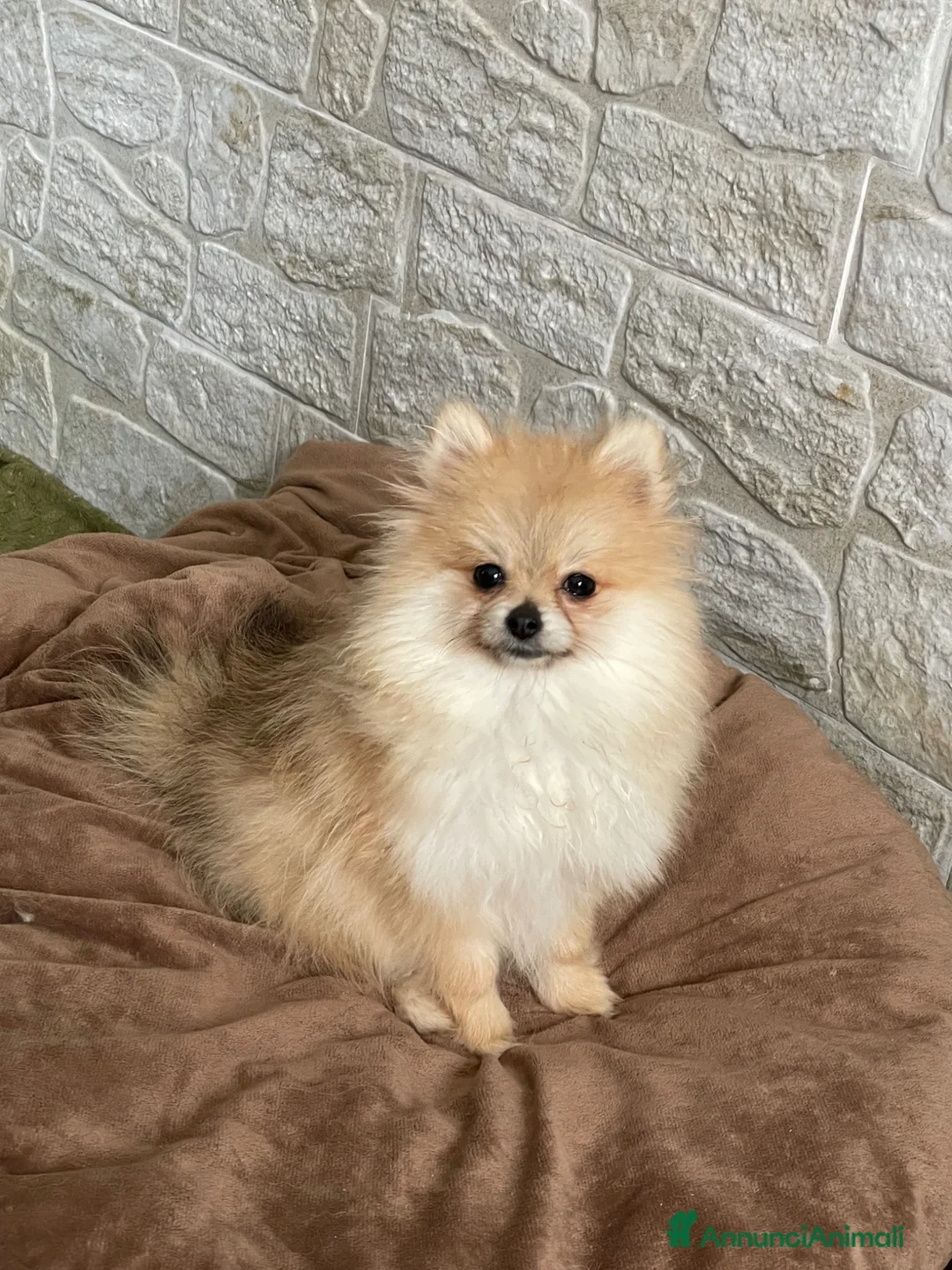 Volpino Pomerania cani in vendita: Spitz nano taglia troppo piccola - Annuncio 5