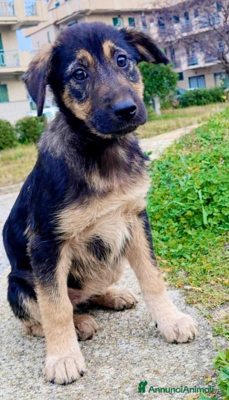 Pastore Tedesco cani ADOZ.DEL CUORE: no allevatori! Cambiamole il dest - Annuncio 1