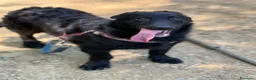 Meticcio cani in regalo: ERIC, cucciolo dolcissimo dimenticato da tutti. - Annuncio 4