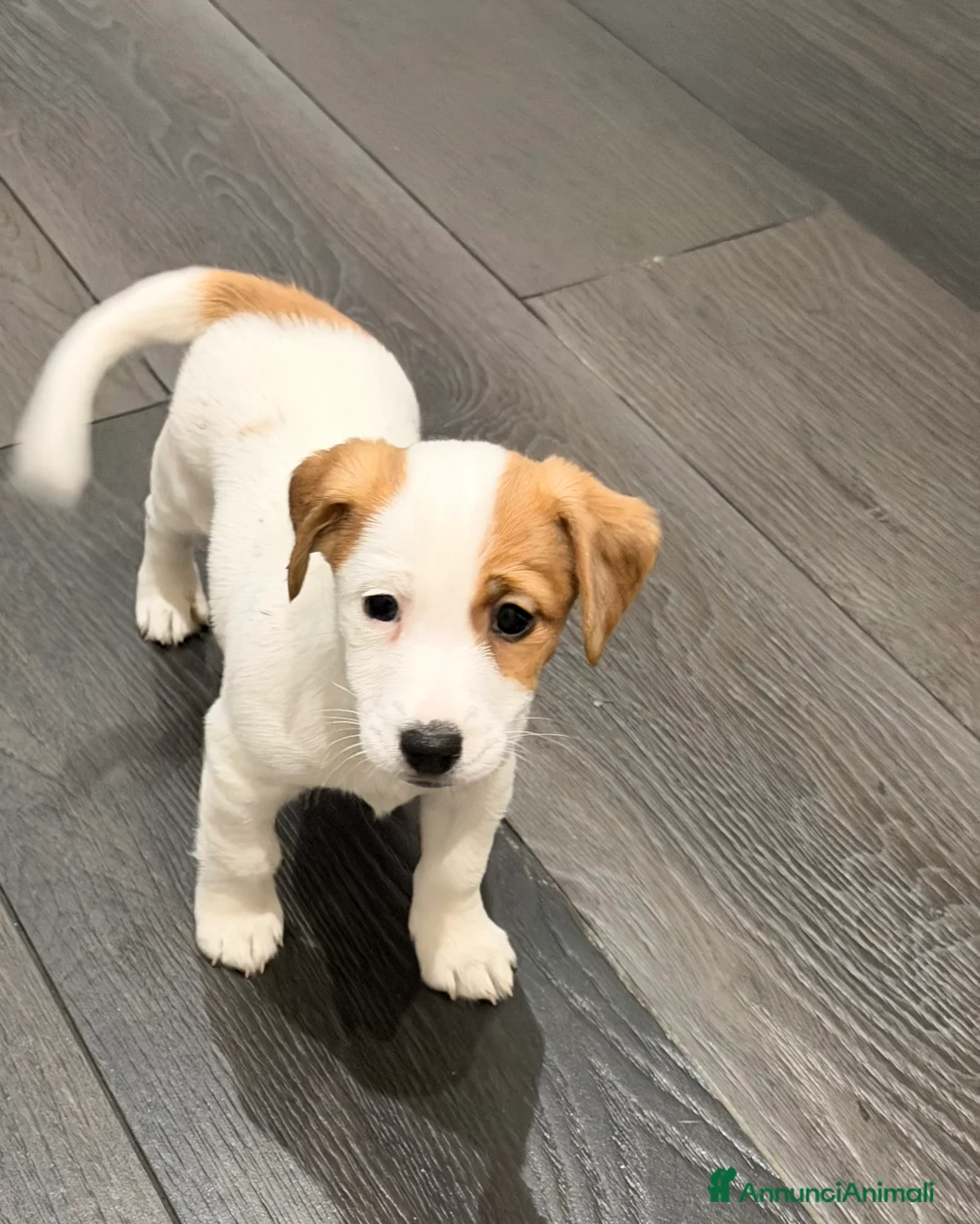 Jack Russell cani in vendita: Cuccioli di jack russel - Annuncio 5