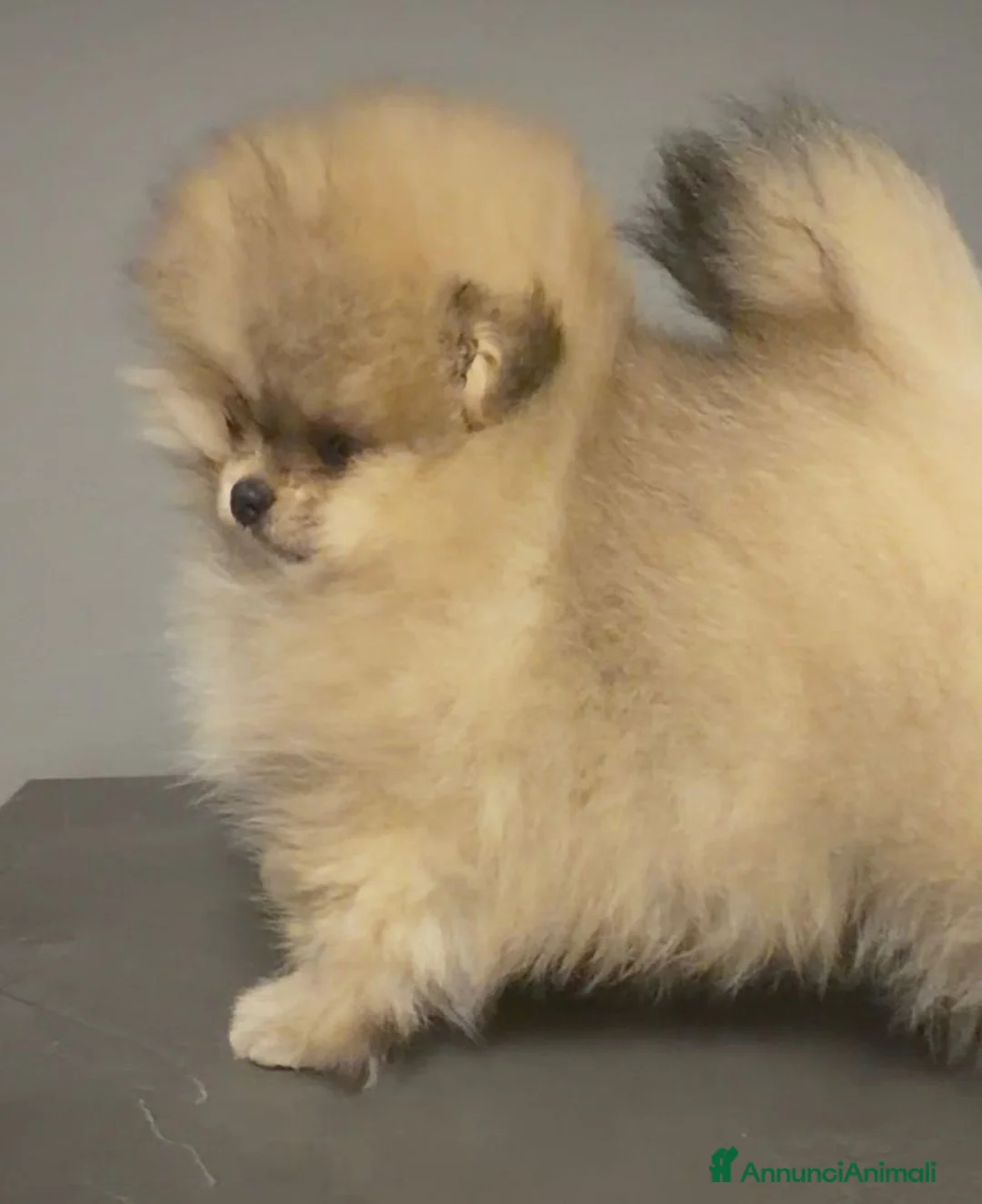 Volpino Pomerania cani in vendita: Spitz di pomerania tedesco nano  a Provincia di Oristano - Annuncio 13