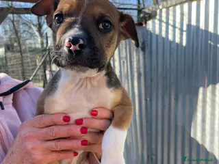 Meticcio cani CUCCIOLOTTO MIX PITT a Provincia di Prato - Annuncio 14