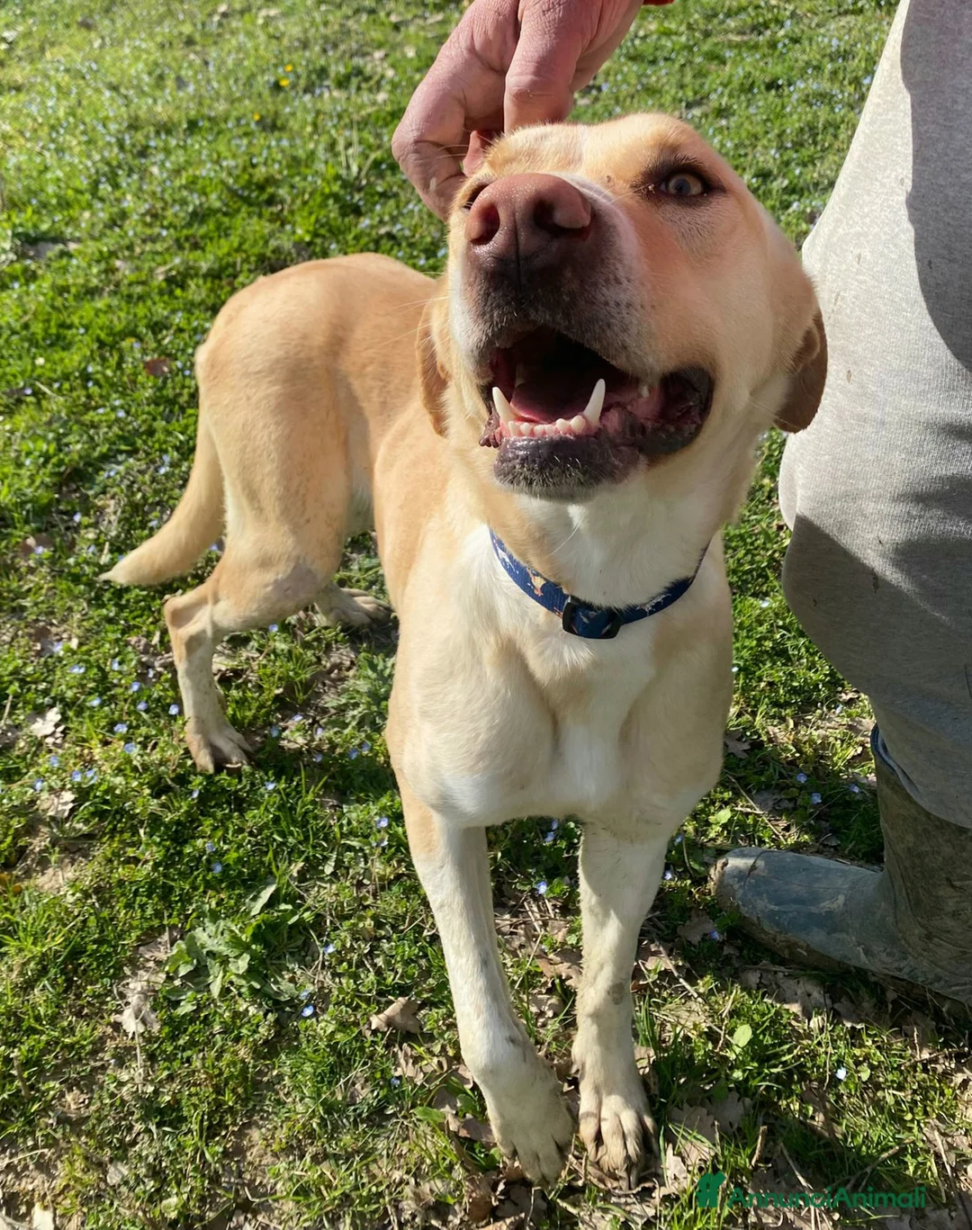 Meticcio cani in regalo: Lily 2 anni mix labrador  - Annuncio 1