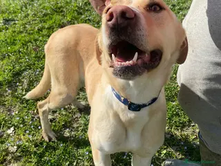 Meticcio cani Lily 2 anni mix labrador - Annuncio 8