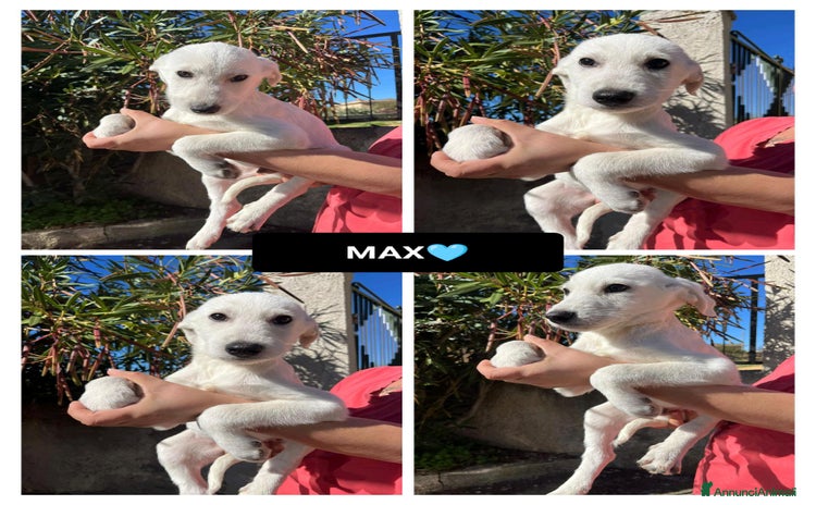 Altre razze cani max 3 mesi - Annuncio 7