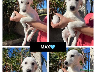 Altre razze cani max 3 mesi - Annuncio 29