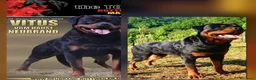 Rottweiler cani in vendita: Disponibili cuccioli Rottweiler  - Annuncio 13