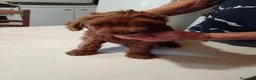 Barboncino cani in vendita: Barboncini nani a Provincia di Alessandria - Annuncio 13