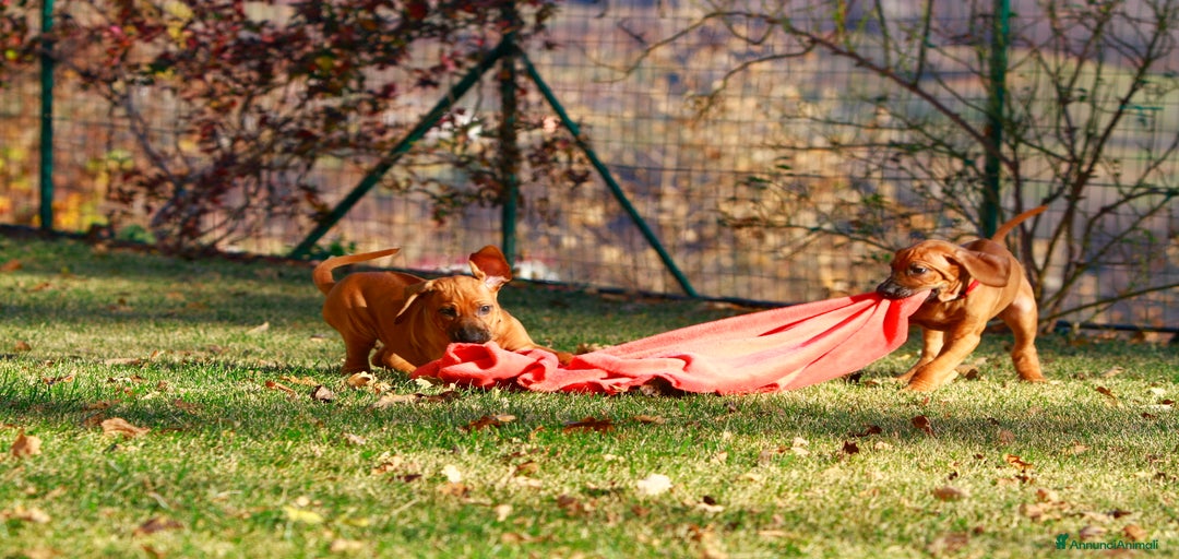 Immagine della galleria {{count}}