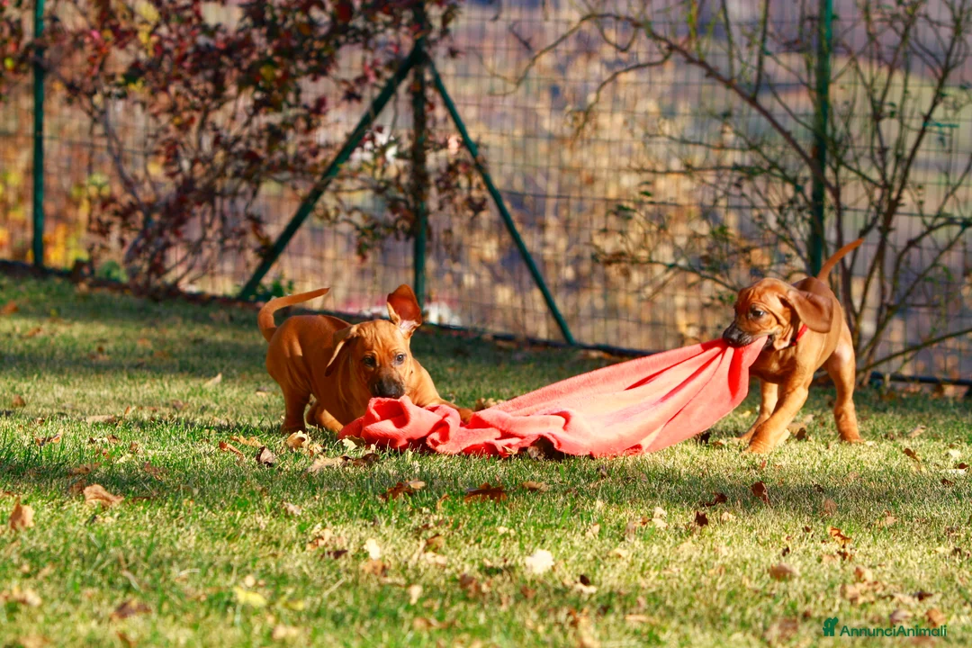 Immagine della galleria {{count}}