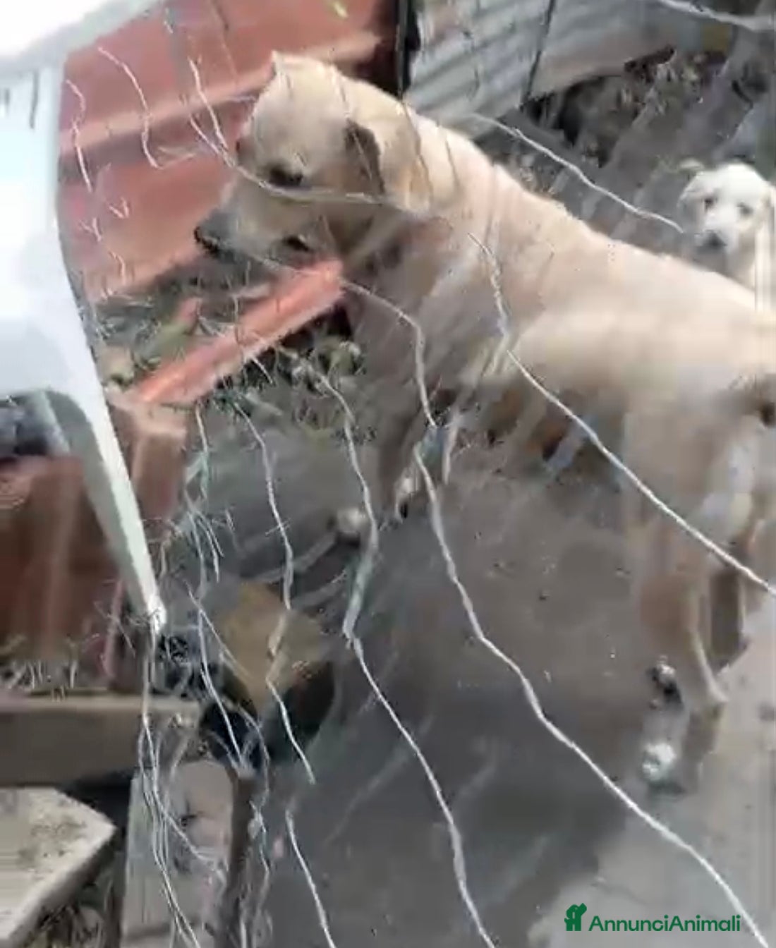 Meticcio cani Sei cuccioli cercano casa!  - Annuncio 2