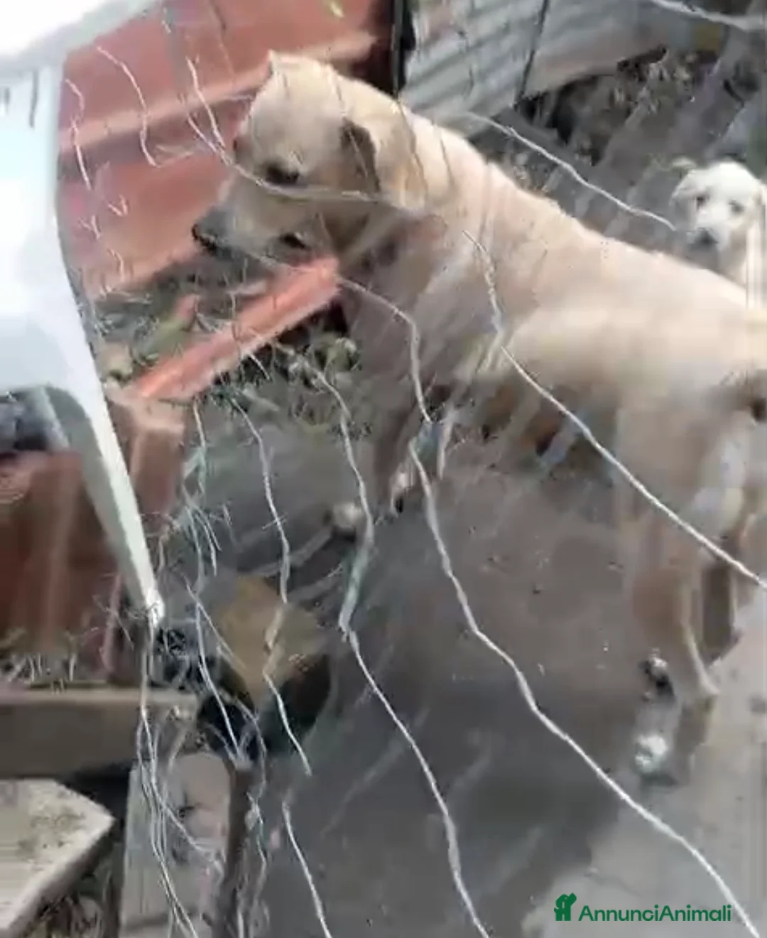 Meticcio cani in regalo: Sei cuccioli cercano casa!  - Annuncio 2