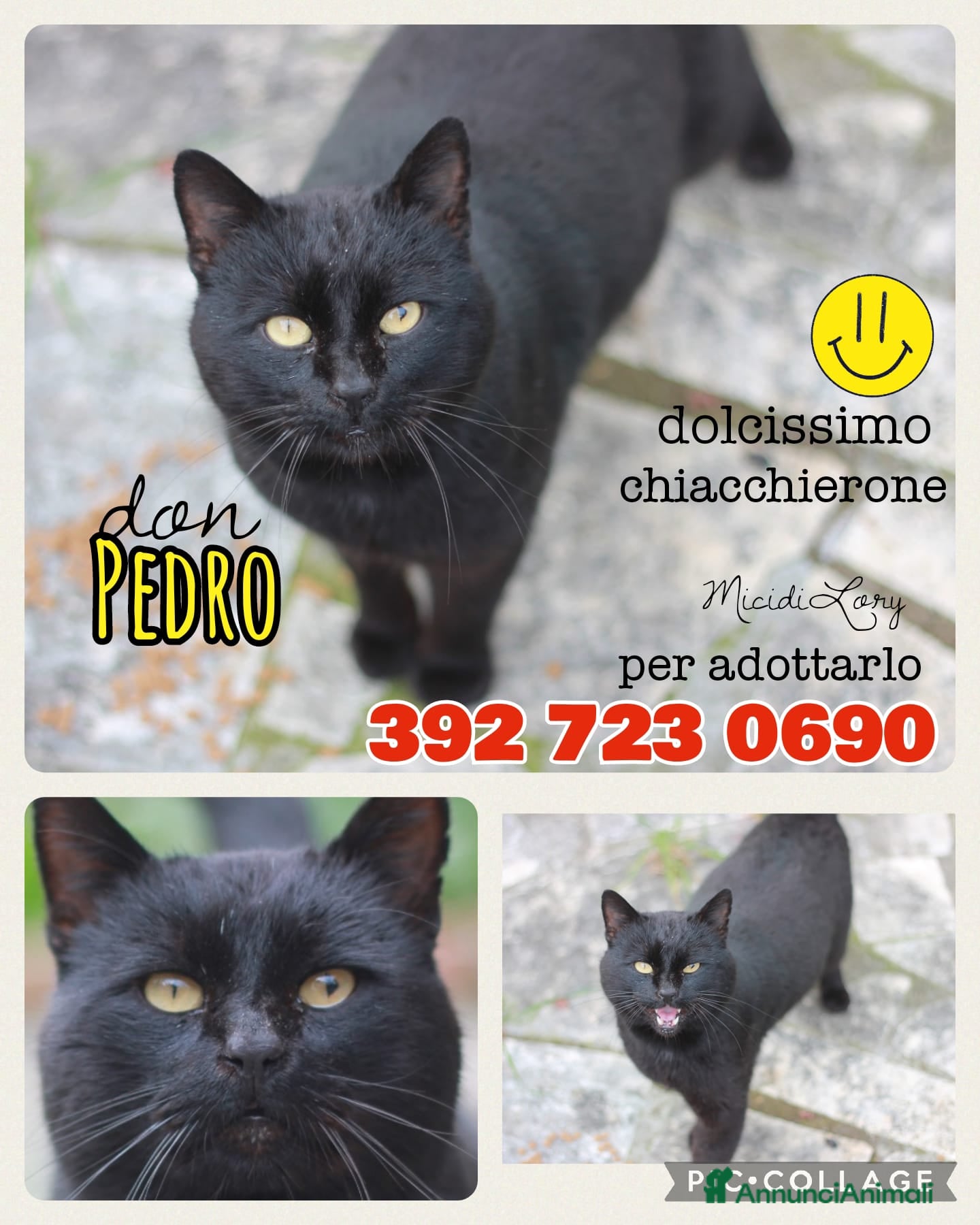 Europeo gatti PEDRO - Annuncio 7