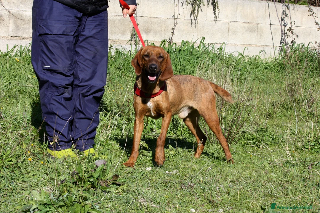 Meticcio cani in regalo: Giordan giovane segugio in adozione  - Annuncio 2