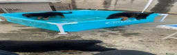 Pastore Tedesco cani in vendita: cuccioli - Annuncio 17