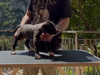 Pitbull cani ultimo pit bull ukc black nose - Annuncio 1