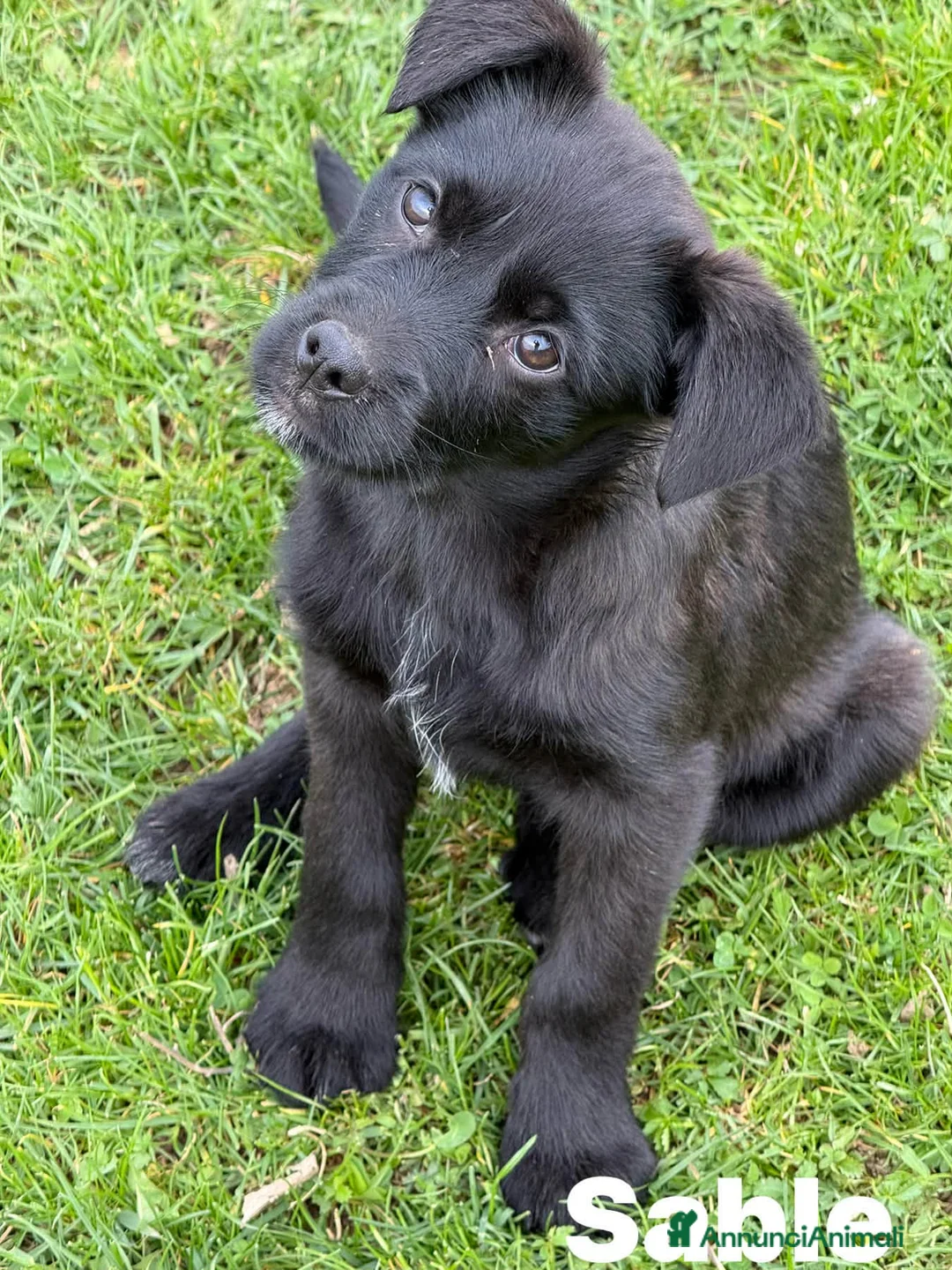 Meticcio cani in regalo: SABLE, tenerissima cucciola tg MEDIO PICCOLA. - Annuncio 2