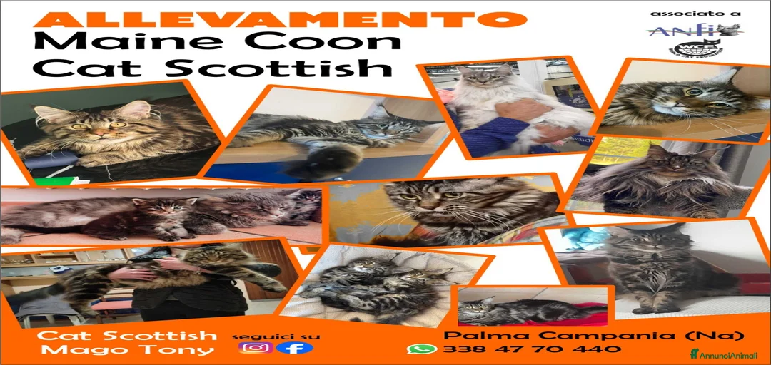 Immagine della galleria {{count}}