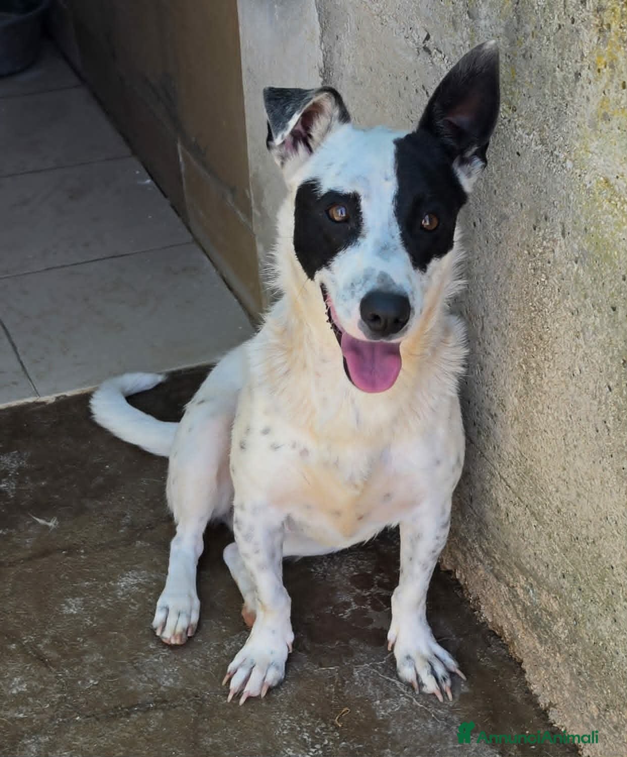 Meticcio cani Pimpa dolce e giocosa cagnolina in adozione  - Annuncio 7