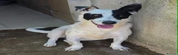 Meticcio cani in regalo: Pimpa dolce e giocosa cagnolina in adozione  - Annuncio 1
