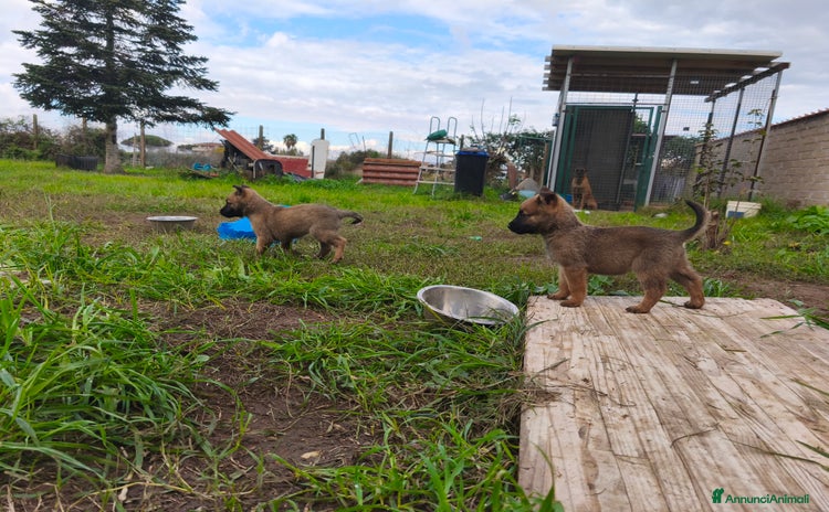 Pastore Belga cani Pastore Belga Malinois - Annuncio 1