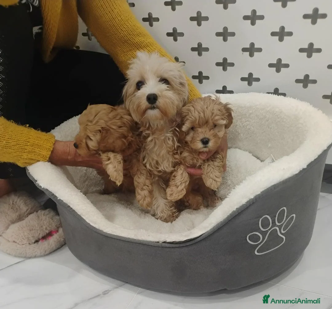 Meticcio cani in vendita: Cucciolata di 4 maschietti di Maltipoo - Annuncio 23
