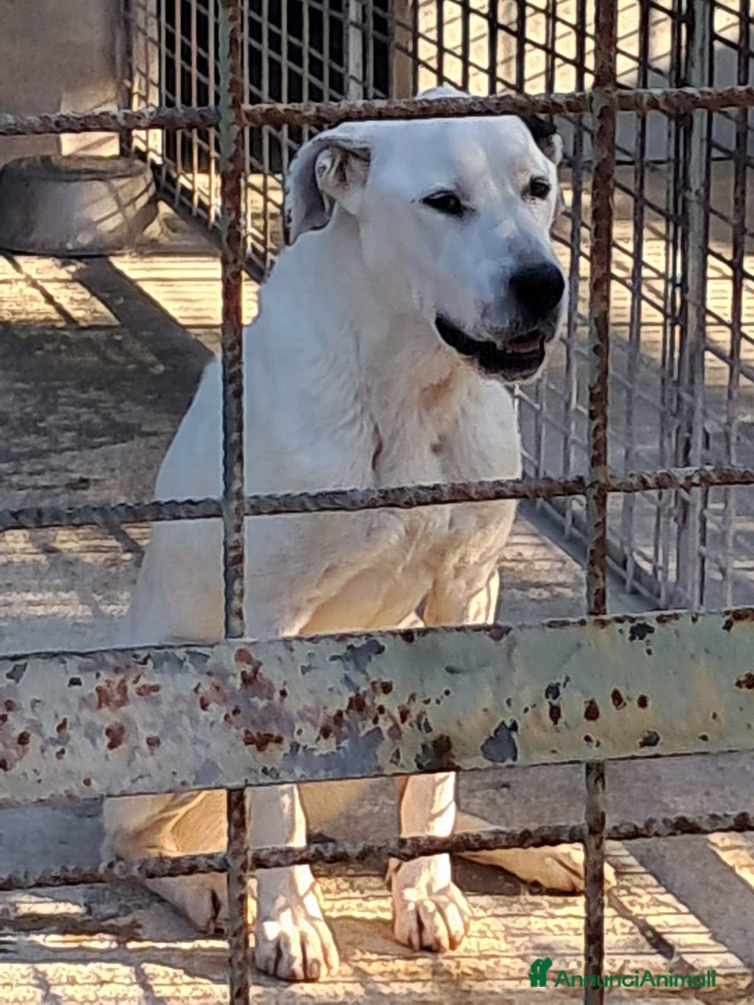 Meticcio cani in regalo: LEANDRO adottabile da tutti a Provincia di Treviso - Annuncio 4