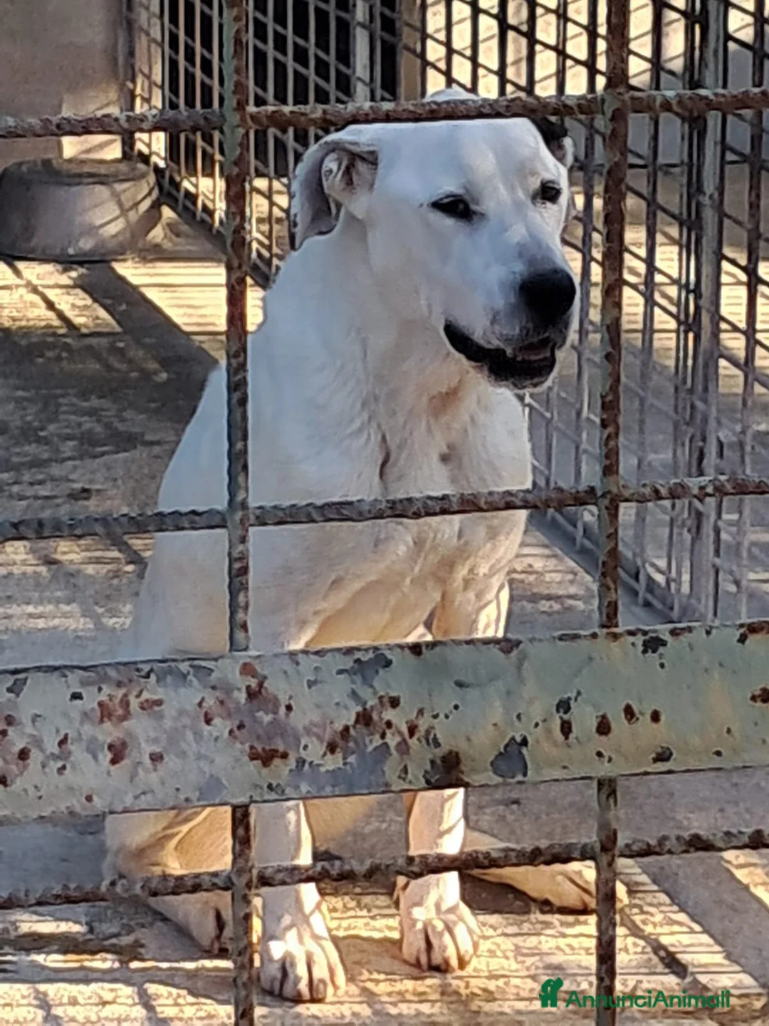 Meticcio cani in regalo: LEANDRO adottabile da tutti a Provincia di Treviso - Annuncio 4