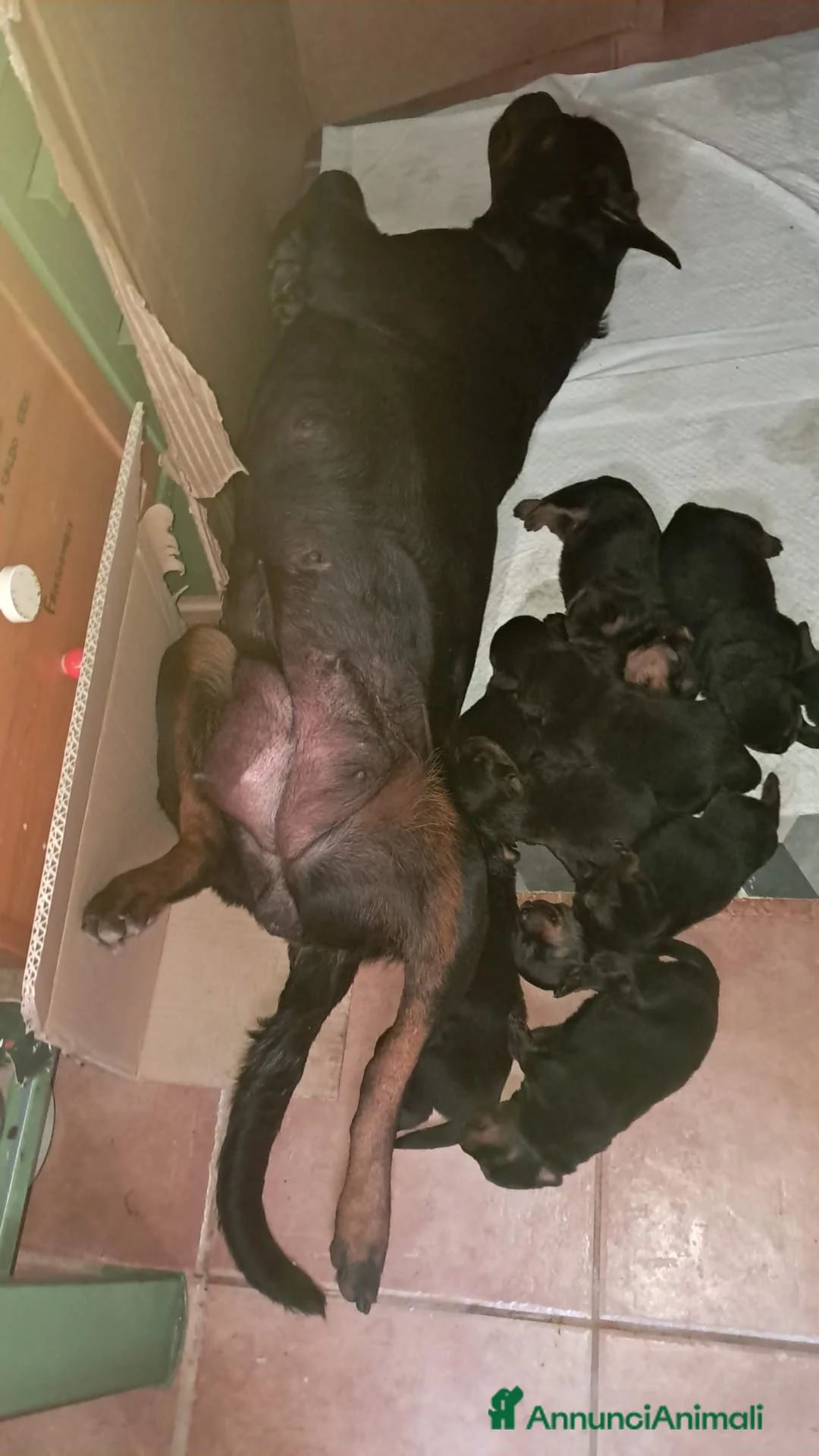 Rottweiler cani in vendita: CUCCIOLO MASCHIO a Città metropolitana di Roma Capitale - Annuncio 2