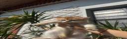Scottish gatti in vendita: Cuccioli Scottish Straight Golden Pedigree ENFI a Città metropolitana di Milano - Annuncio 15