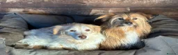 Meticcio cani in regalo: Luna e Toby dolci cagnolini in adozione a Latina - Annuncio 5