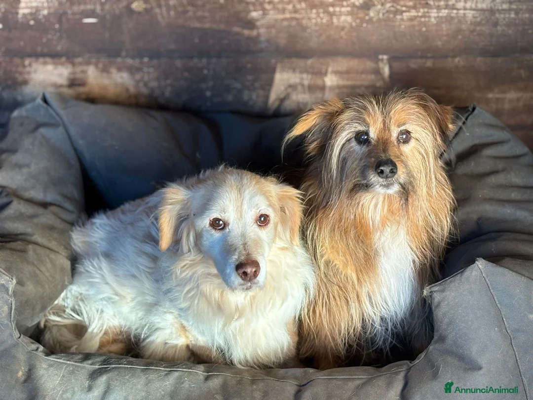 Meticcio cani in regalo: Luna e Toby dolci cagnolini in adozione a Latina - Annuncio 5