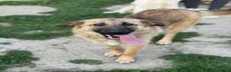 Pastore Tedesco cani in regalo: ANNIE intelligenza da Pastore, cuore da coccolona! - Annuncio 5