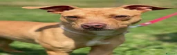 Meticcio cani in regalo: CARLETTO PIT BULLINO - Annuncio 12