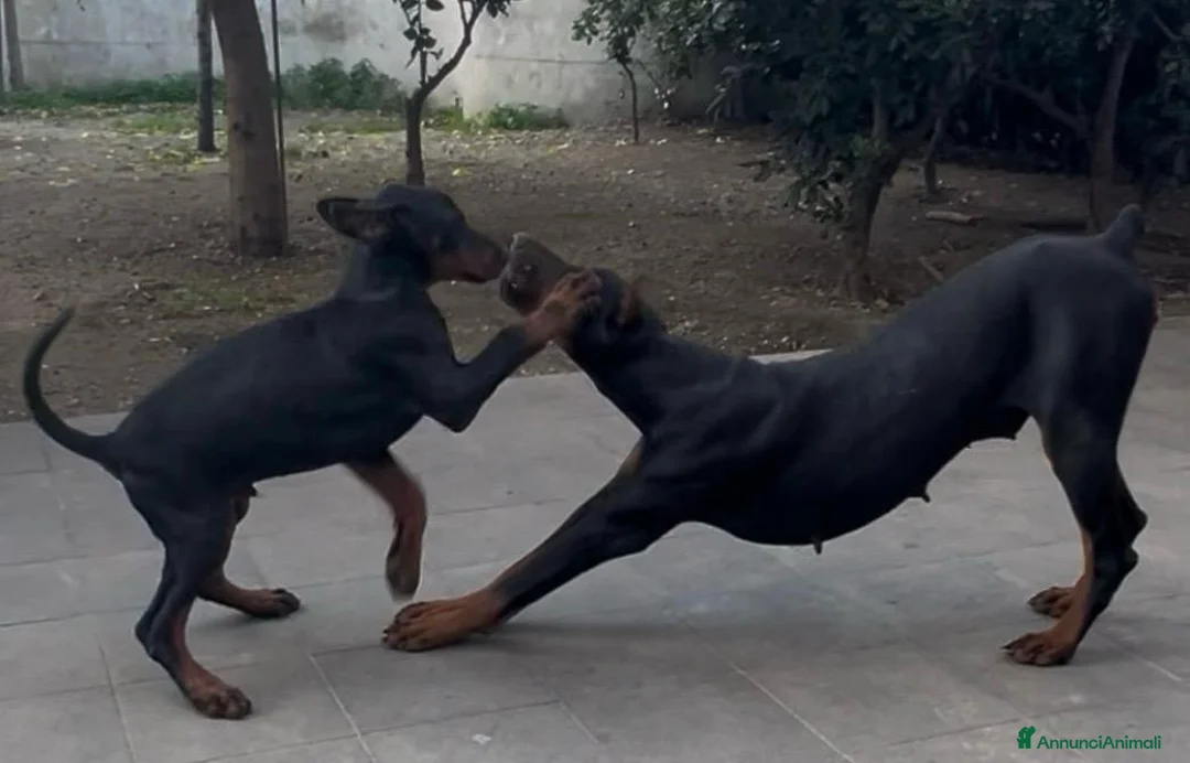 Dobermann cani in vendita: cucciolo di doberman messina  - Annuncio 4