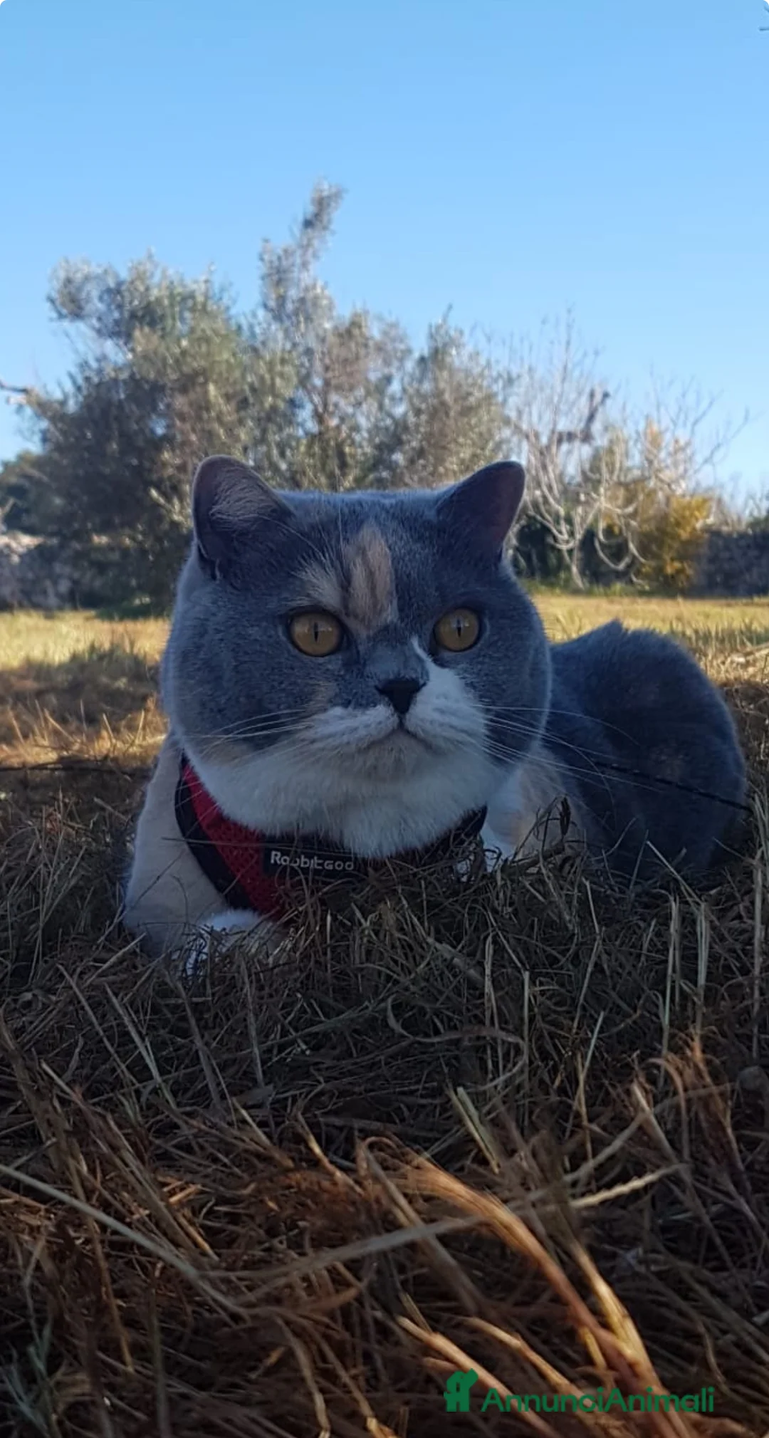 Immagine della galleria {{count}}