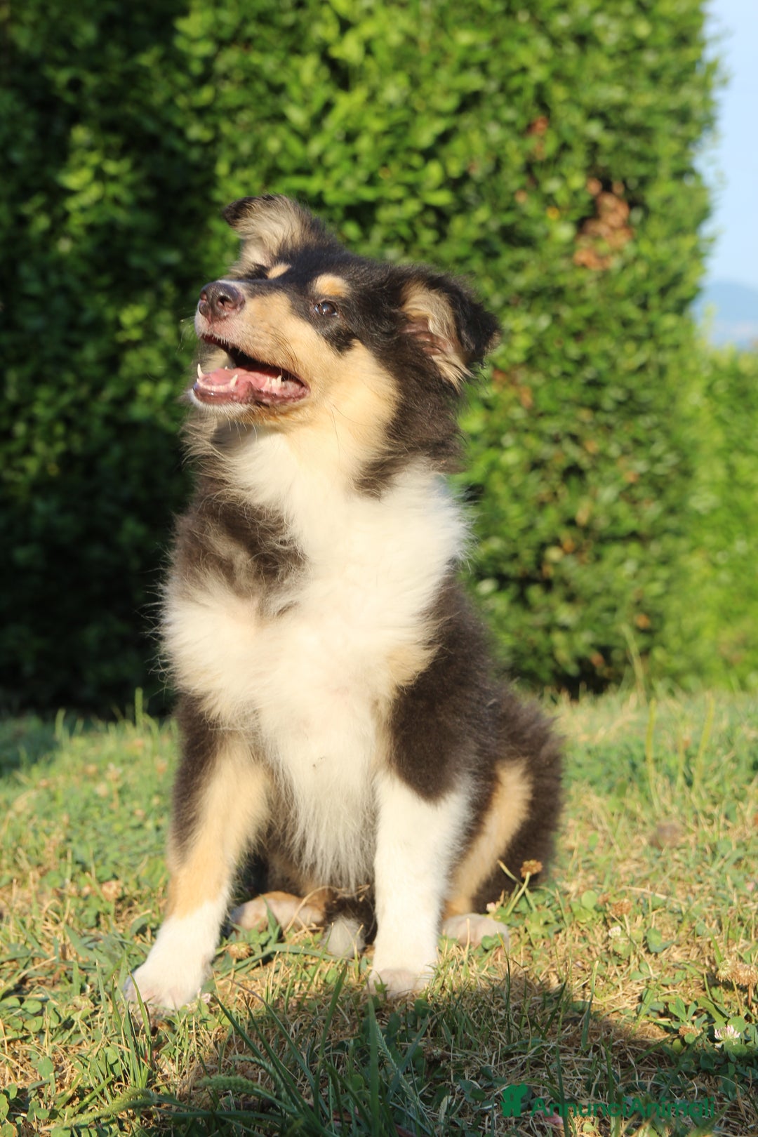 Collie cani in vendita: Cucciola tricolore  a Province of Como - Immagine 5