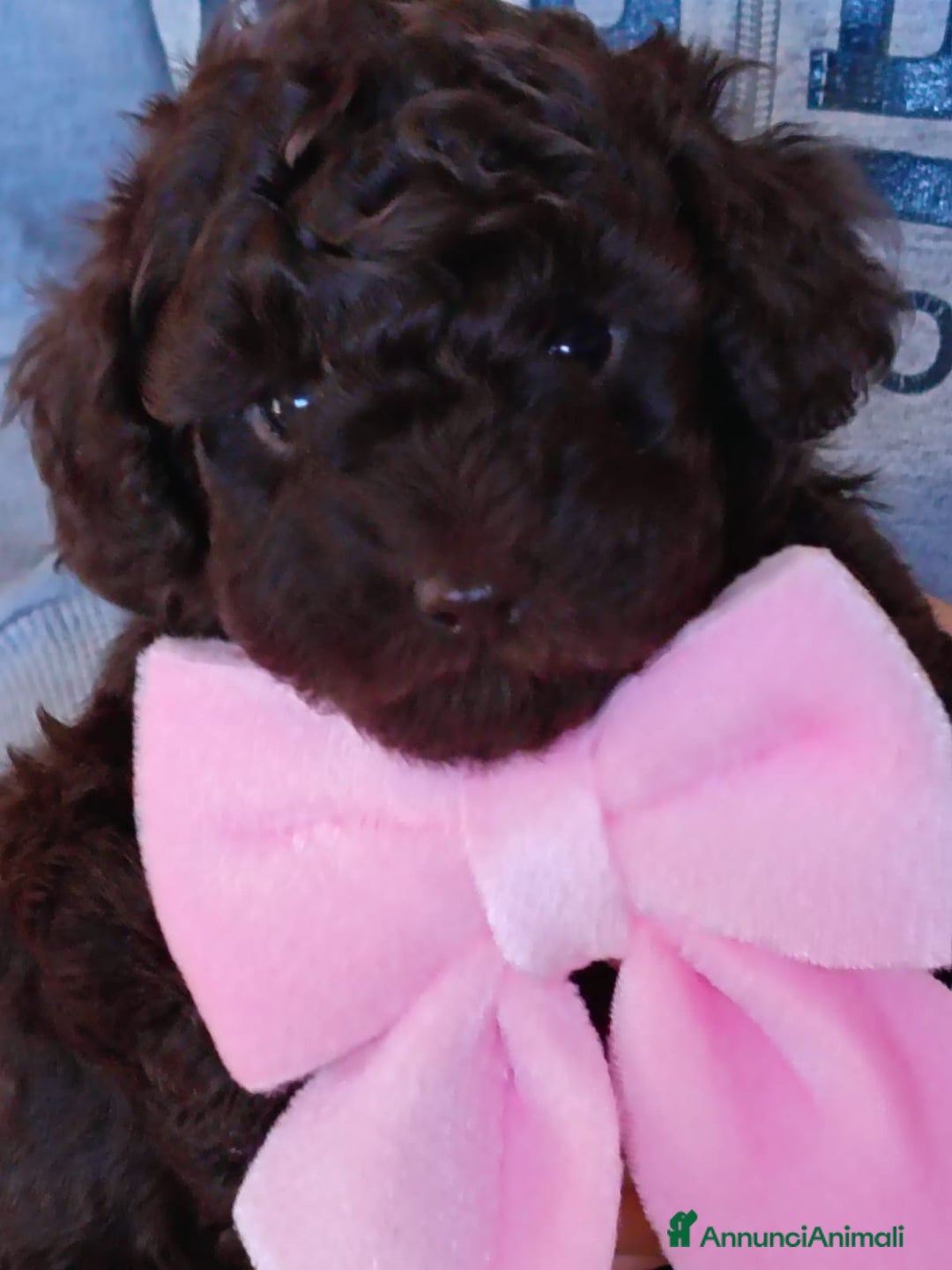 Barboncino Toy cani in vendita: Barboncina toy - Annuncio 2