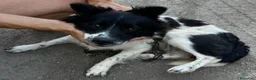 Meticcio cani in regalo: Scricciolo 8 kg, gioioso buono socievole - Annuncio 10