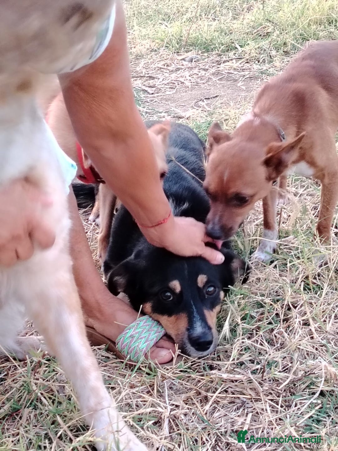 Meticcio cani in regalo: OSCAR 💙 -taglia piccola, buonissimo! Chiama!!🙏🏻 - Annuncio 6