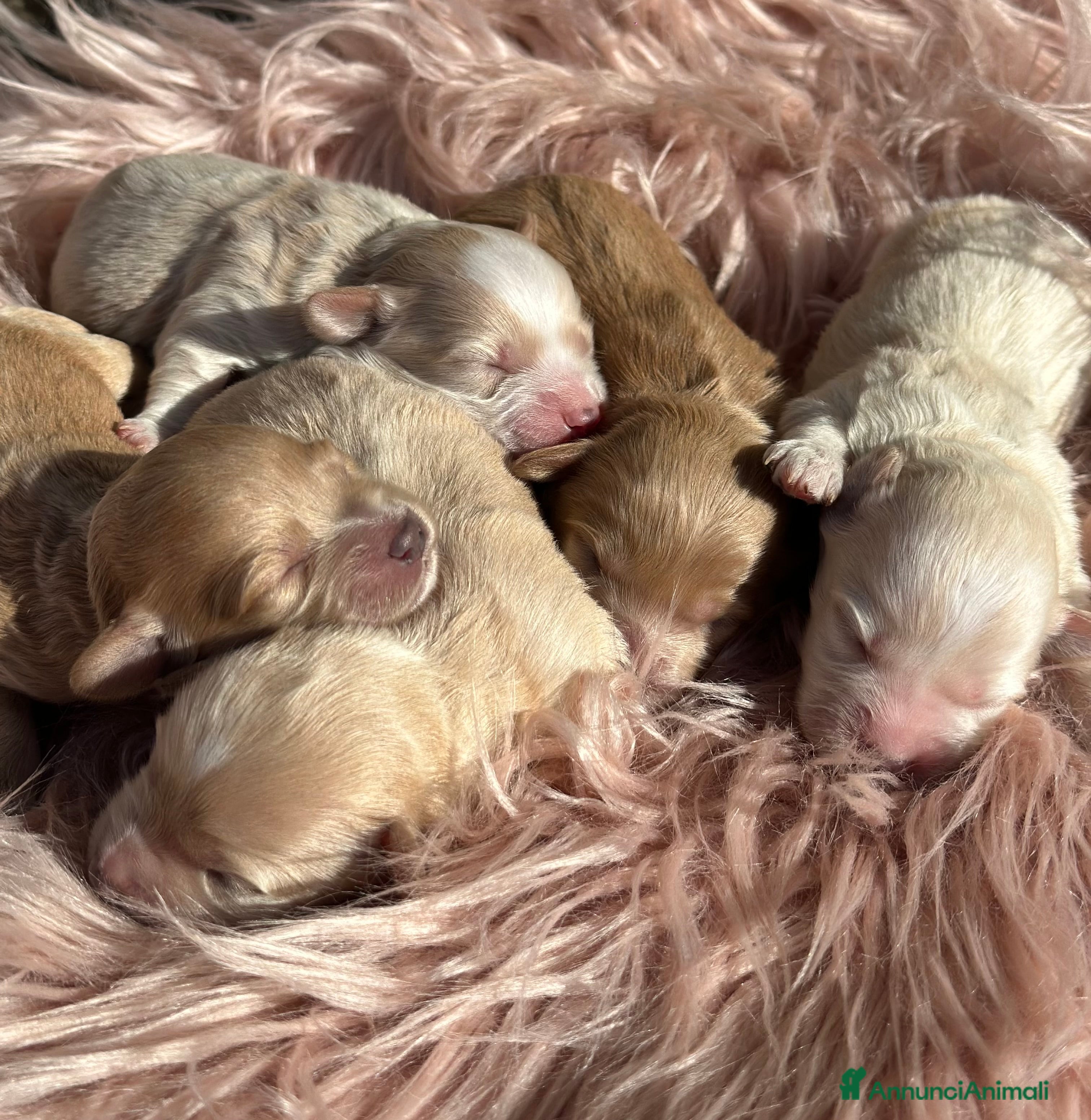 Maltipoo cani Cuccioli di Maltipoo - Annuncio 1