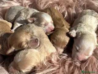 Maltipoo cani Cuccioli di Maltipoo - Annuncio 1